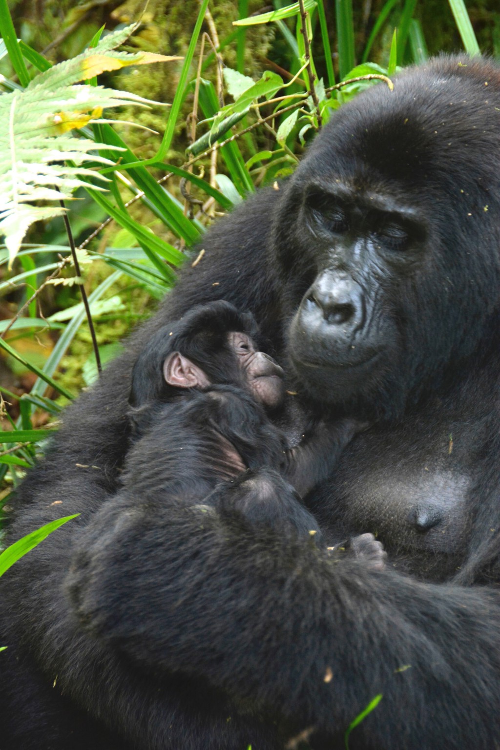 Rondreis Uganda Gorilla