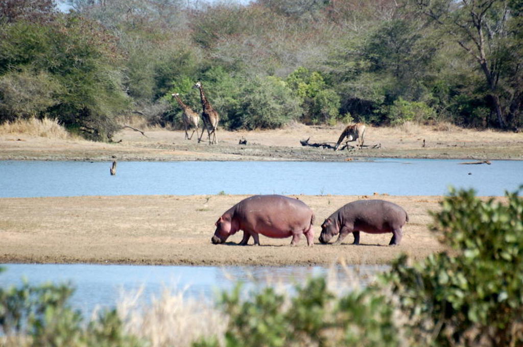main_Zuid-Afrika_-_Krugerpark_-_dieren__61_.jpg
