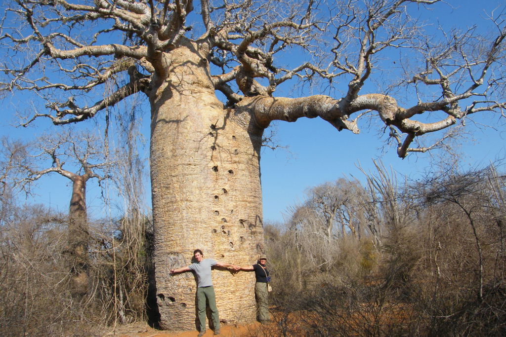 Baobab - Madagascar