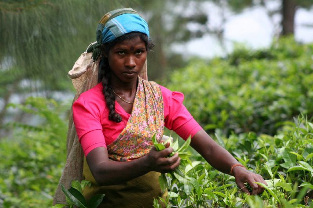 Theeplantage Sri Lanka