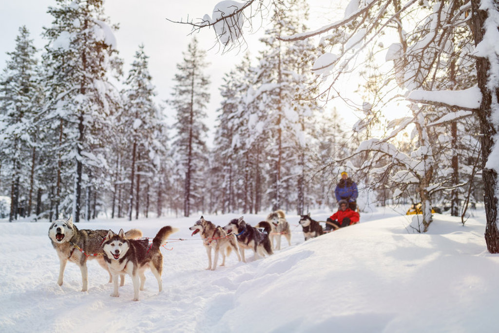 main_shutterstock_lapland_husky.jpg