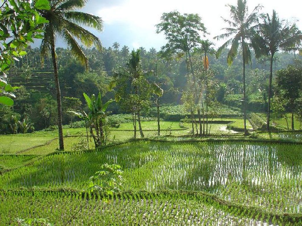 Indonesië Tetebatu