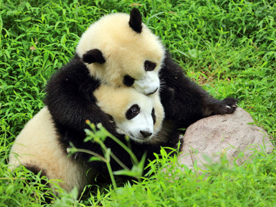 Twee reuzenpanda’s die elkaar knuffelen in het groene gras in China.