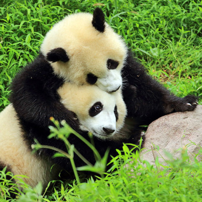Twee reuzenpanda’s die elkaar knuffelen in het groene gras in China.
