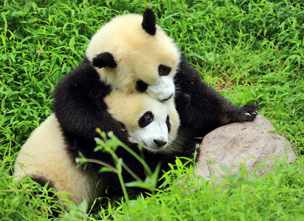 Twee reuzenpanda’s die elkaar knuffelen in het groene gras in China.