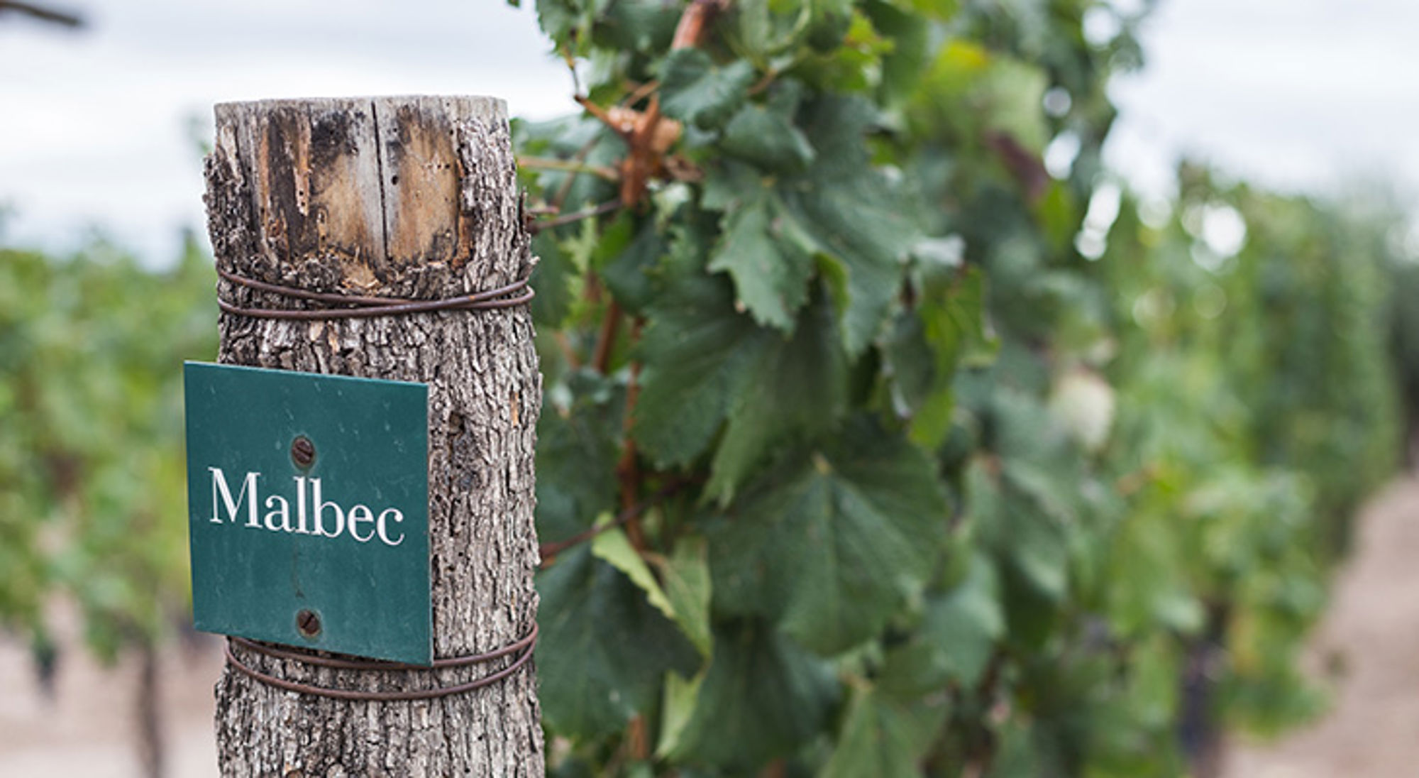 Malbec wijngaard Mendoza