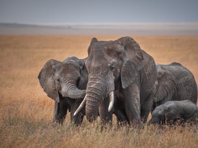 Kenia, Tanzania en Zanzibar, 22 dagen - Dag 10