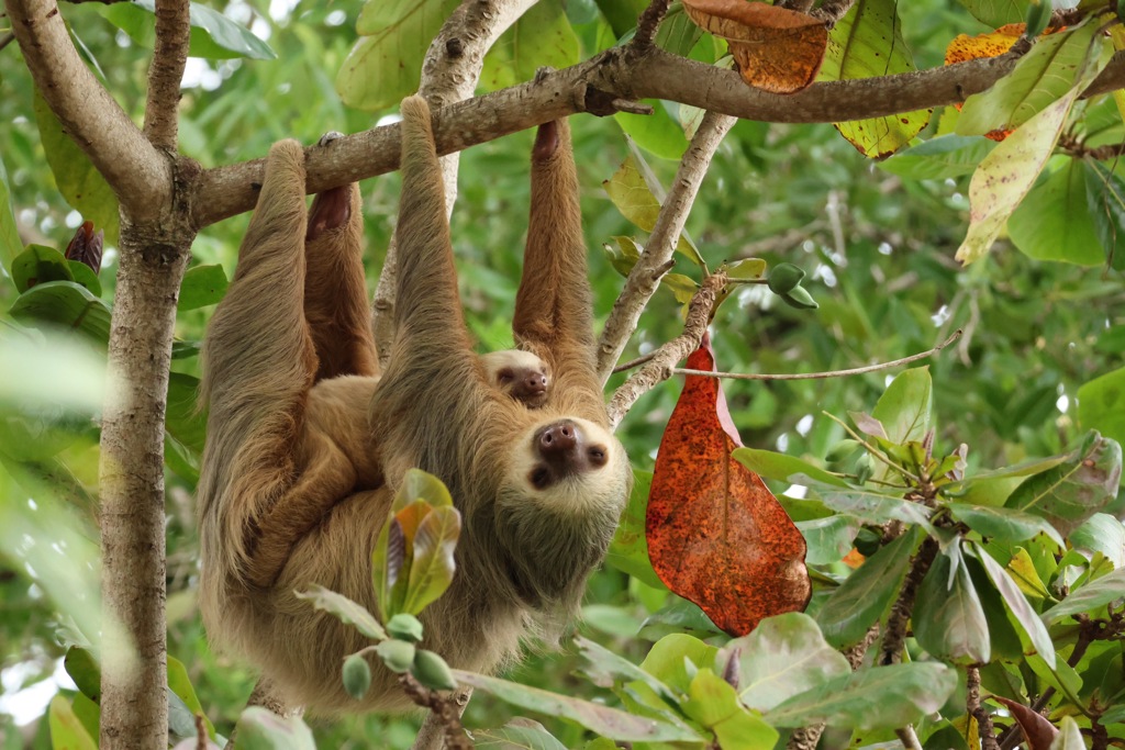 Costa Rica groepsreis