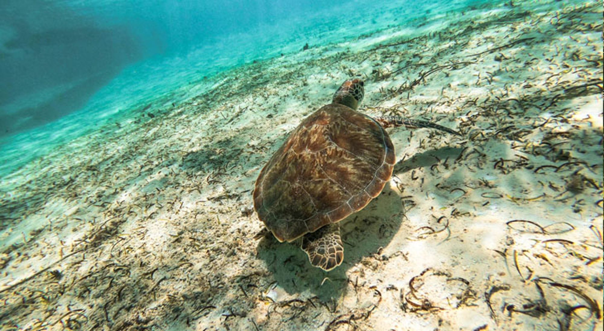 Schildpad San Andres