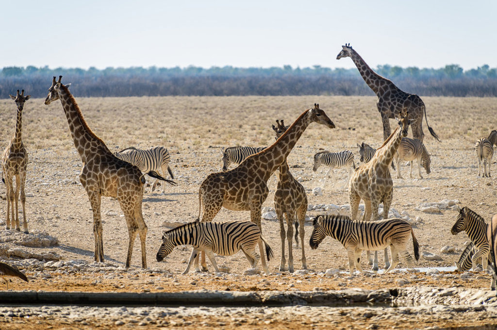 main_ZA131235-Etosha_NP--Etosha_NP_-_watering_hole.jpg