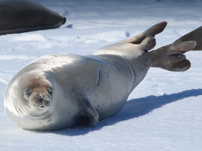 Antarctica, vliegen en varen, 12 dagen - Dag 4