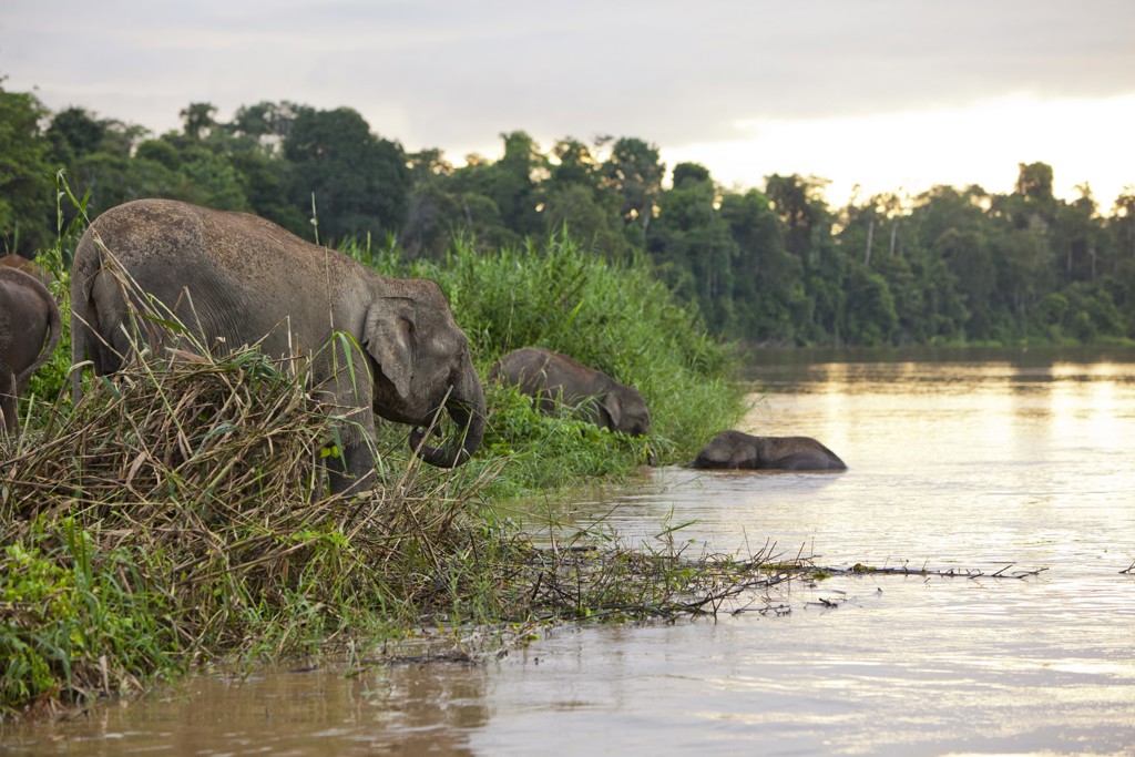 Rondreis Maleisisch Borneo Kinatabangan rivier