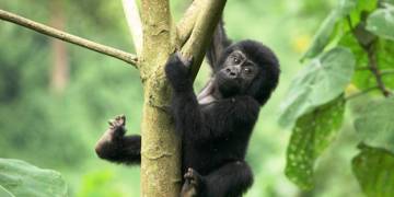 Groepsrondreis Oeganda