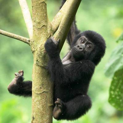 Groepsrondreis Oeganda