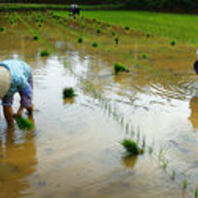 'The Living Land' rijst experience