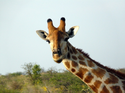 Route Kaapstad - Vic Falls, 27 dagen - Dag 17