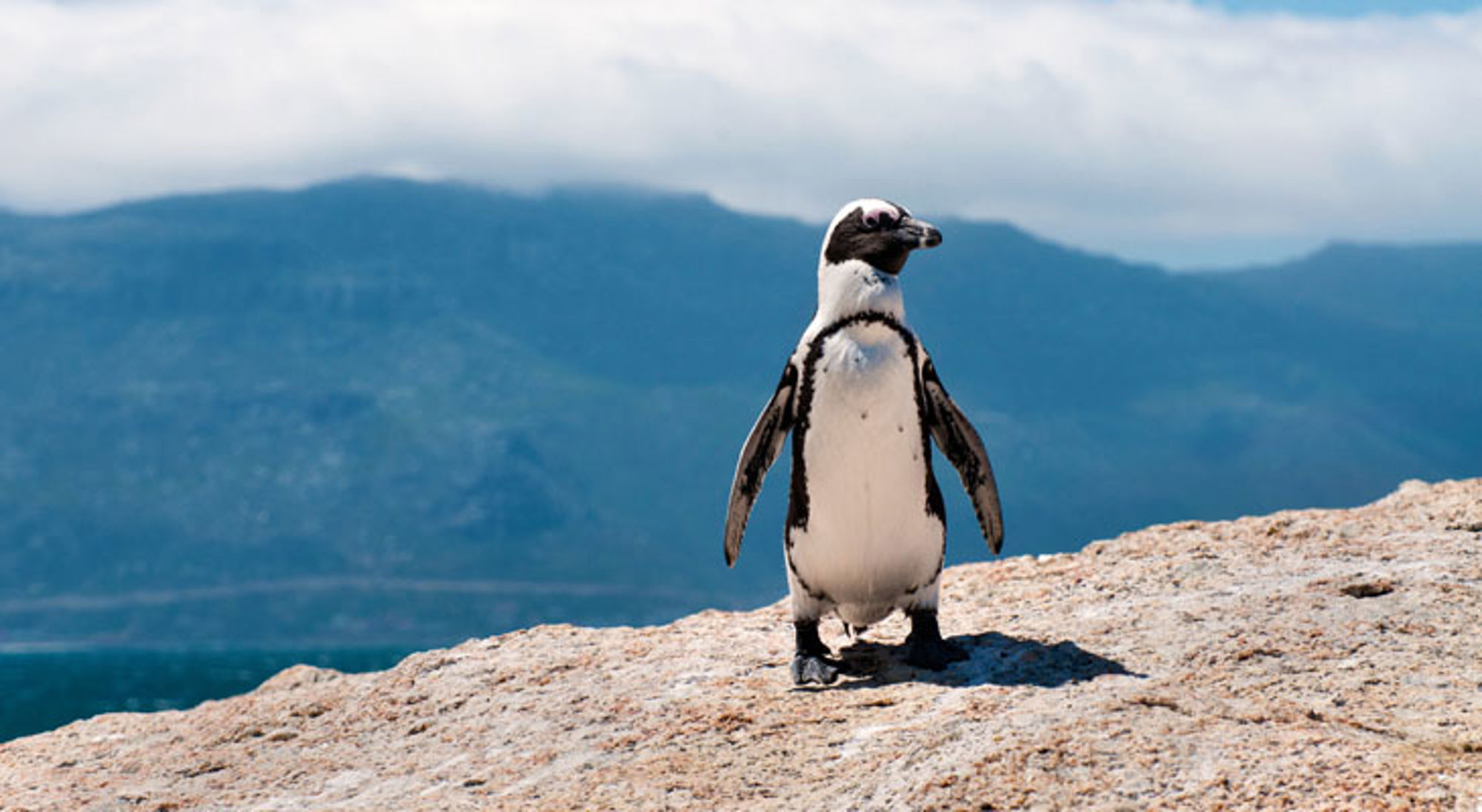 Pinguïn op Boulders Beach