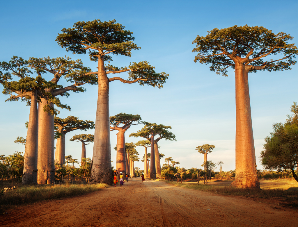 Madagascar - Baobab.jpg