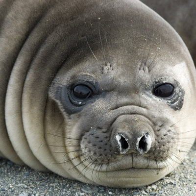 Close-up van een zeeolifant op het strand in Antarctica tijdens de groepsrondreis naar South Georgia.
