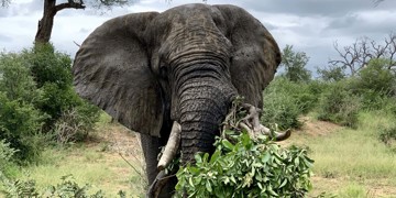 Groepsrondreis Zuid-Afrika Tuinroute & Kruger