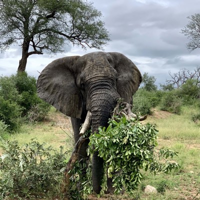 Groepsrondreis Zuid-Afrika Tuinroute & Kruger