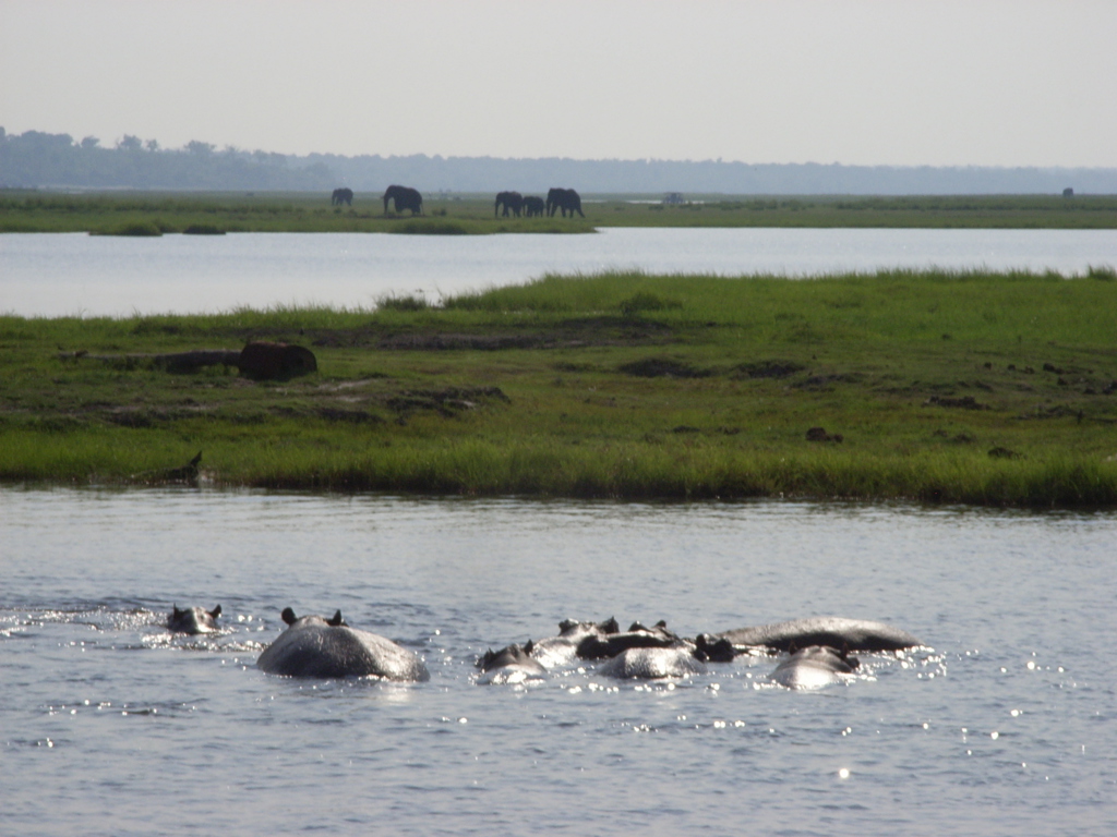 ZWF - Okavango Delta.JPG