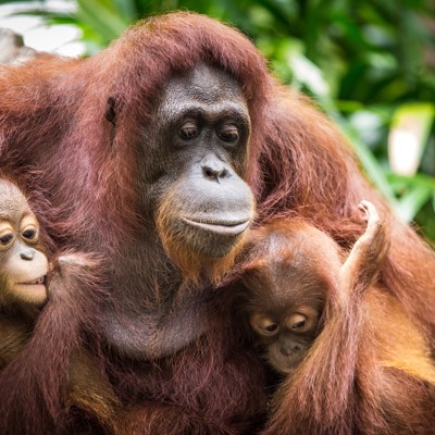 Rondreis Maleisisch Borneo Orang oetan