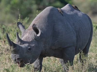 Oost-Afrika familiereis - Dag 8