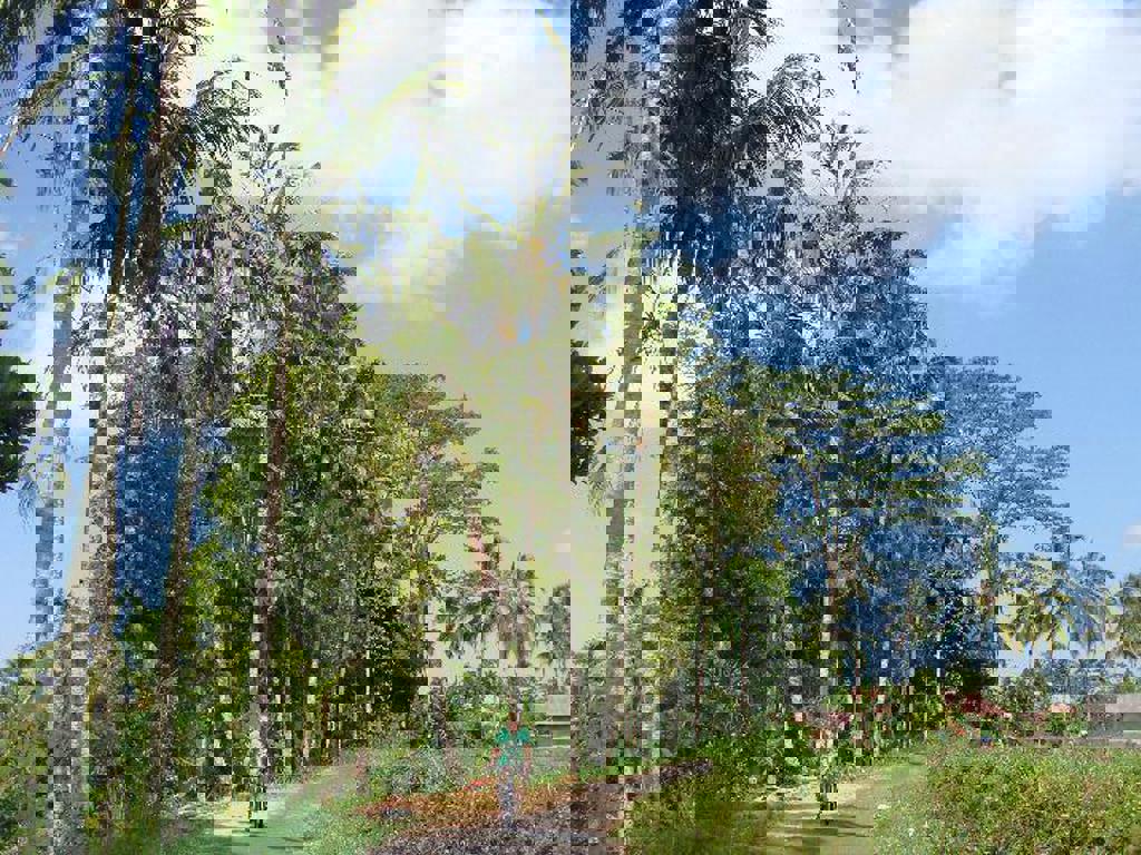 main_22-Fietstocht-Ubud.jfif