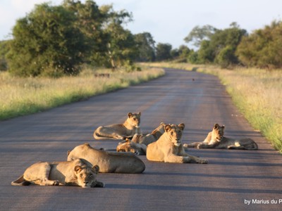 Route Tuinroute en Kruger, 17 dagen - Dag 15