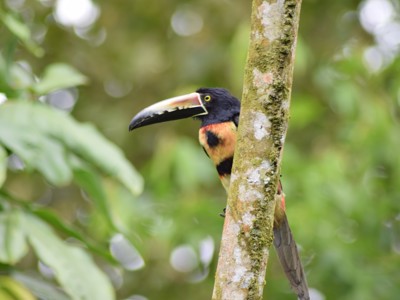 Route Costa Rica Hoogtepunten - Day 4