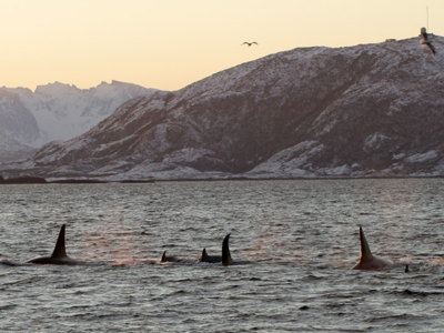 Zeilreis Noord Noorwegen met de Antigua - Dag 2
