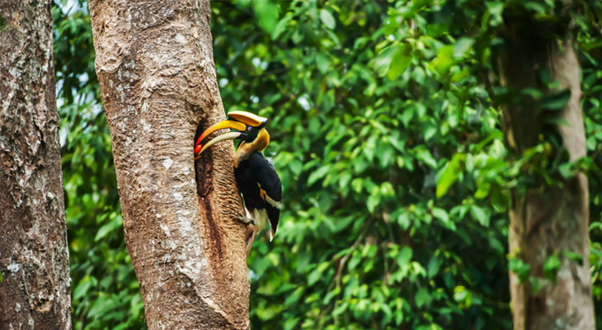 Dubbelhoornige neushoornvogel Khao Yai