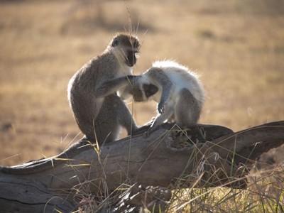 Kenia, Tanzania en Zanzibar, 23 dagen - Day 6