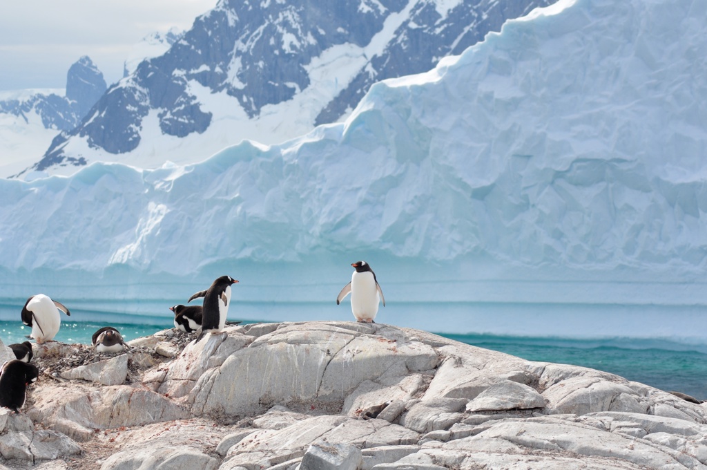 Pinguïn, Antarctica, Falklands en South Georgia