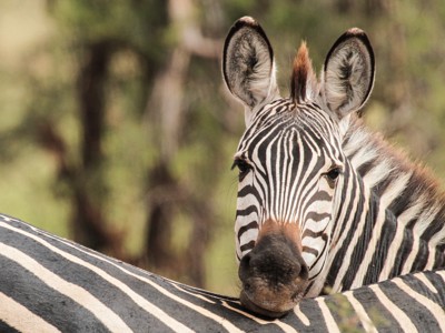 Route 22-35 Kenia & Tanzania, 20 dagen - Day 20