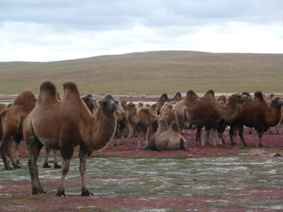 Route Mongolië, 23 dagen - Dag 15