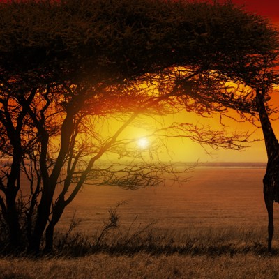 Sunset gamedrive Krugerpark (incl braai)