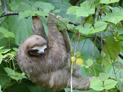 Luiaard hangend aan een tak tussen groene bladeren in Costa Rica.