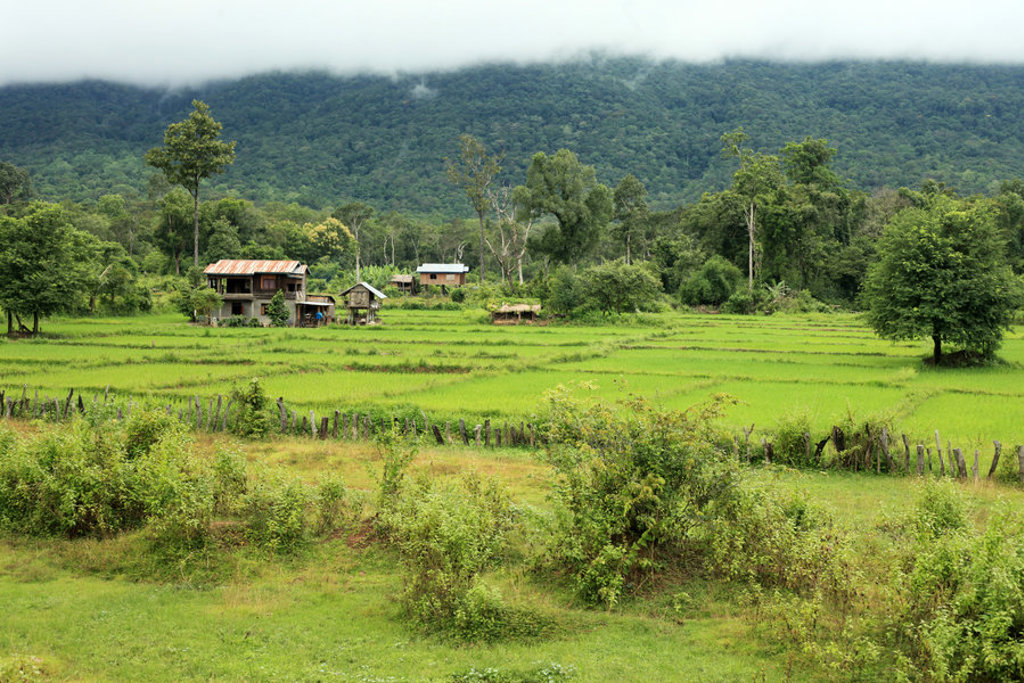 main_Laos_Bolven_Plateau_Ricefields_shutterstock.jpg