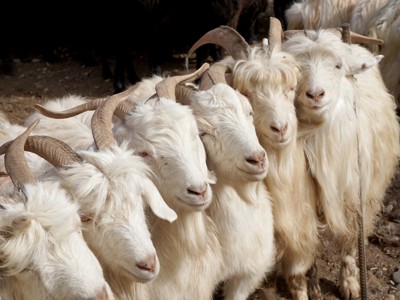 Witte geiten met hoorns langs de Zijderoute tijdens dag 21 van de Route Zijderoute.