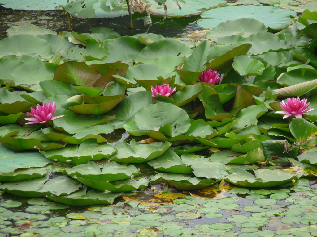 Roze waterlelies tussen groene leliebladeren op een vijver in China.