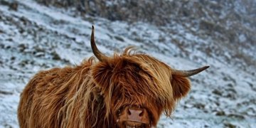 Groepsrondreis Fair Isle, Faeröer en Spitsbergen: Vogels en IJsberen