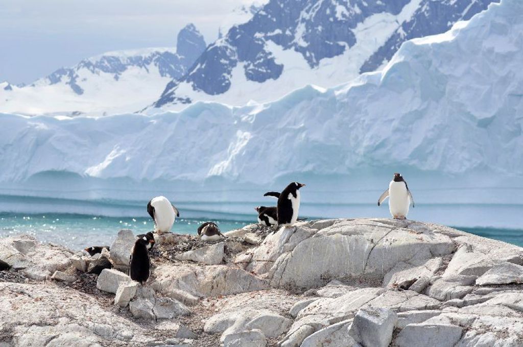 Pinguïns Zuidpool