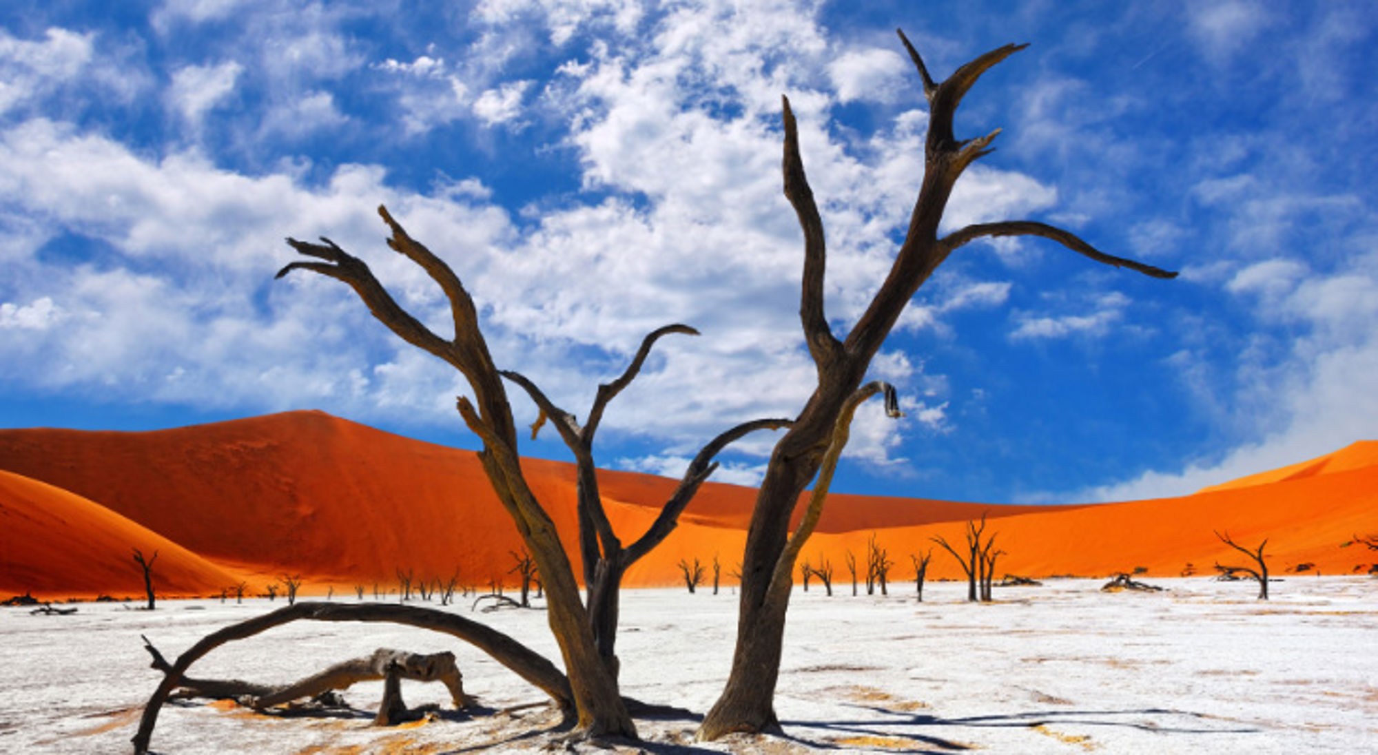 Dode kameldoornbomen tegen rode duinen en blauwe lucht in Deadvlei, Sossusvlei. 