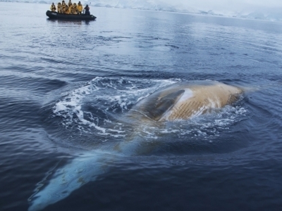 Antarctica, vliegen en varen, 12 dagen - Dag 9