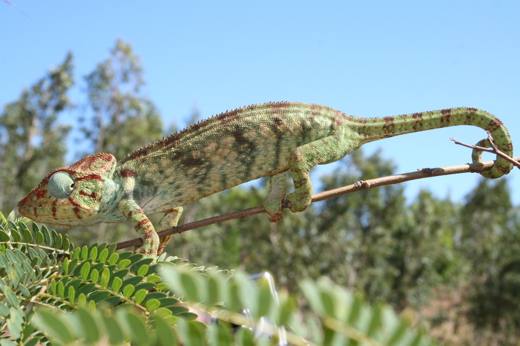Kameleon - Madagascar