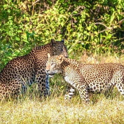Jeep safari Wilpathu NP