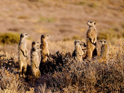 Route Tuinroute en Kruger, 17 dagen - Dag 7