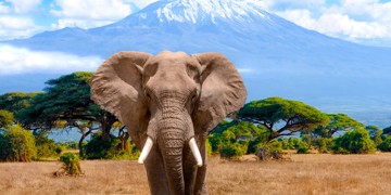 Groepsrondreis Kenia en Tanzania Totaal hotel/lodge